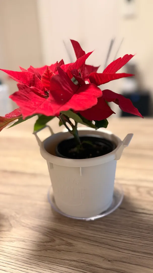 こだわってお迎えしました🌱